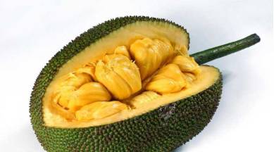 Jackfruit, Kerala's official fruit, Kerala jackfruit, VS Sunil Kumar, Kerala news, India news, indian express