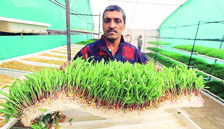 Jayeshbhai does hydroponics maize fodder cultivation — planting seeds in trays supplied with nutrient-rich solution.