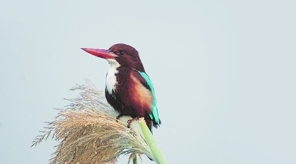 kingfisher-main