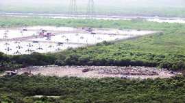 Mumbai construction debris, Kanjurmarg creek, mumbai mangroves, mumbai news, maharashtra news, indian express news