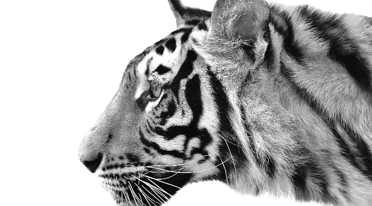 Tiger, Tiger population in India, wildlife, endangered species, extinct species, flora and fauna in India,