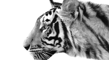 Premium AI Image  Tiger face wallpapers for iphone and android