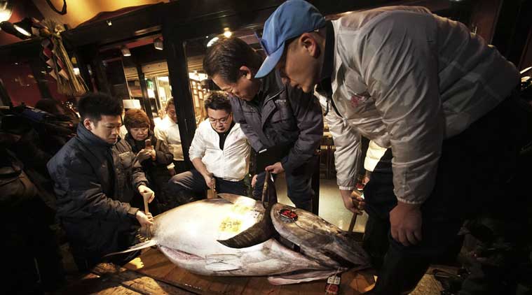 Tuna, Japan Tuna fish, Bluefin Tuna, Japan Bluefin Tuna