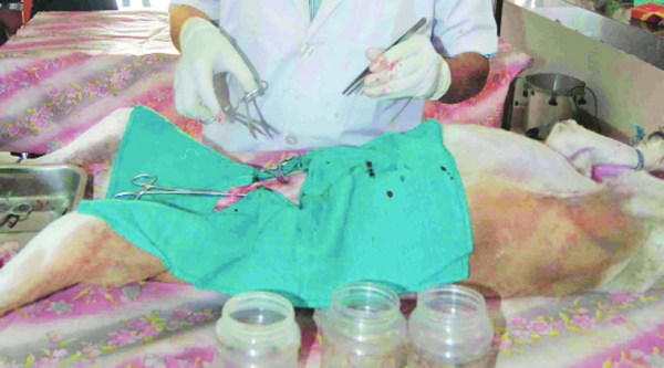 In Raipur, stray dogs sterilised with much fanfare | India News,The Indian Express In Raipur, stray dogs sterilised with much fanfare | India News,The Indian Express