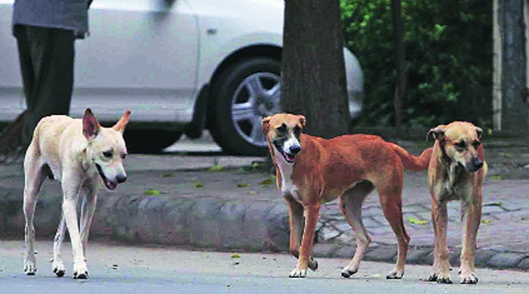 Punjab Animal welfare society announces Rs 1-lakh reward for information on  dogfight organisers | Cities News,The Indian Express