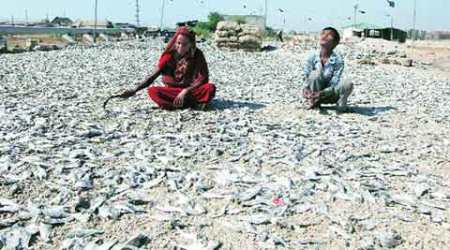 fishermen, BMC, coastal road project, Maharashtra Machimaar Union , DPR, DPR document, mumbai news, city news, local news, maharashtra news, Indian Express