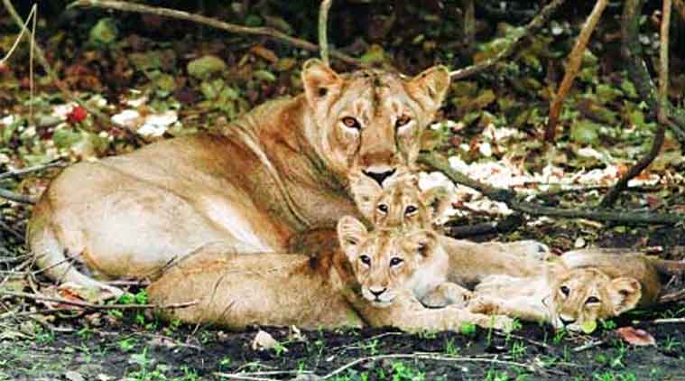 Gir Wildlife Sanctuary, Asiatic Lion, Gujarat government, Gujarat High Court, Gujarat lion, Save lions, India news, Indian Express news