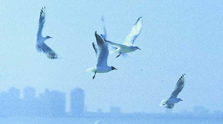 gulls-main