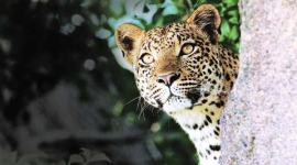 Leopard, leopard enters school, Leopard attack, Leopard in school, Vibgyor school, Bengaluru school, Leopard, Leopard school attack, School leopard, Video of leopard in school