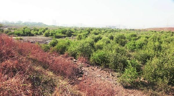 The 720-hectare stretch was recently notified as a reserved forest and is under the jurisdiction of the state forest dept.