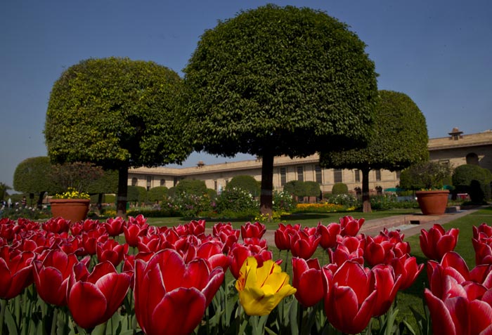 mughal garderns, lughal garden open, mughal gardens open, mughal gardern pranab mukherjee, mughal garderns delhi, mughal garderns pictures, india news, news,