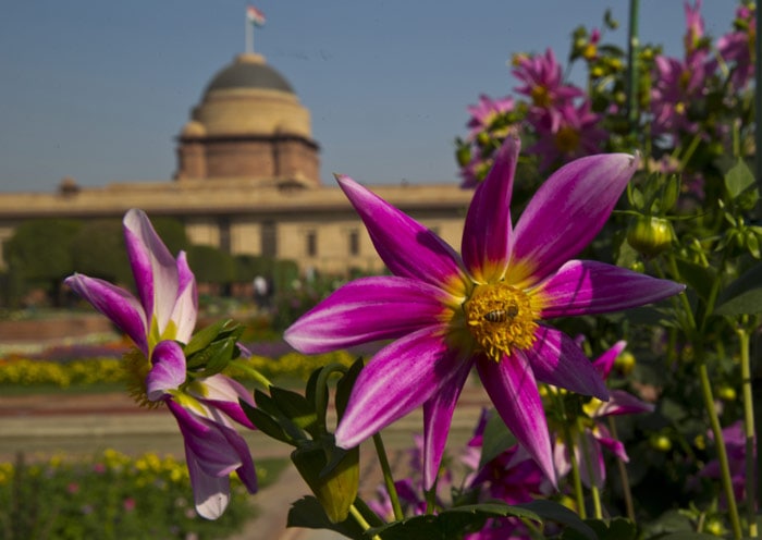 mughal garderns, lughal garden open, mughal gardens open, mughal gardern pranab mukherjee, mughal garderns delhi, mughal garderns pictures, india news, news,