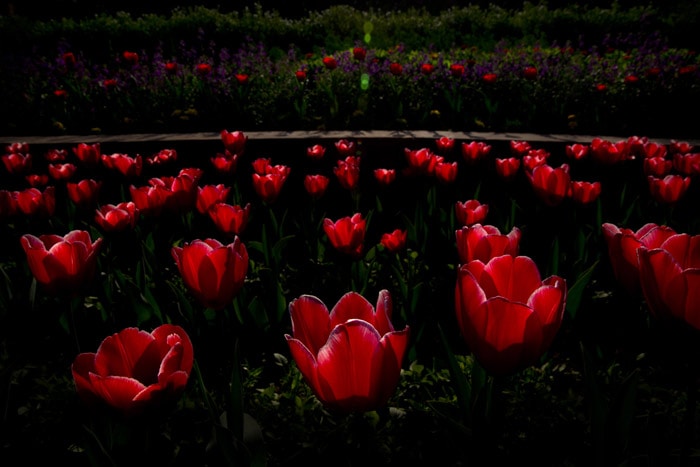 mughal garderns, lughal garden open, mughal gardens open, mughal gardern pranab mukherjee, mughal garderns delhi, mughal garderns pictures, india news, news,