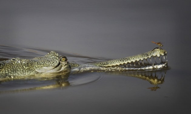 chambal river, bandits, bandits chambal river, mining, mining india, mining chambal river, UP mining, sand mining, illegal sand mining, UP sand mining, picture gallery, india news, indian express