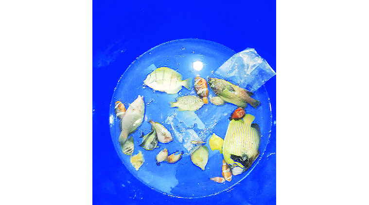 Taraporewala Aquarium, fish died, polltuion, 100 fish died, arabian sea, filtterd water usage, mumbai news, city news, locla news, mumbai newsline, maharashtra news