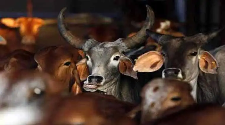 Beef ban, Maharashtra, calf slaughter, beef ban maharashtra, mumbai, maharashtra police, animal slaughter, cow slaughter