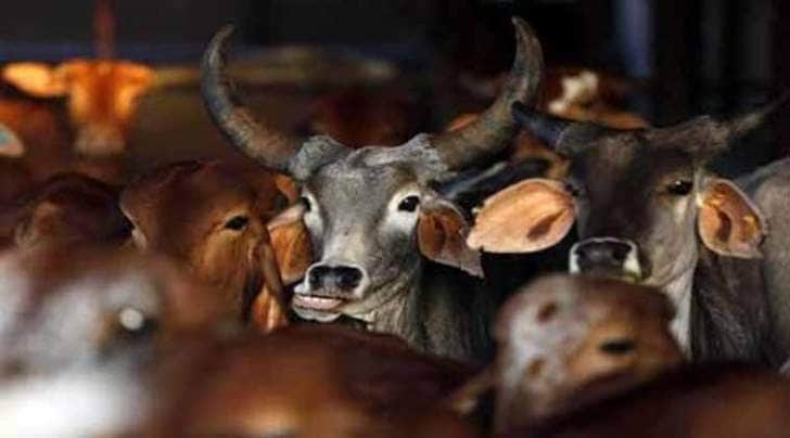 BJP, cow slaughter, bharatiya janata party, BJP news, beef ban, madhya pradesh, BJP leader cow slaughter, Anwar Mev