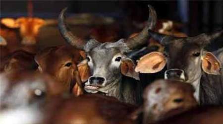 Maharashtra government pleader, Maharashtra, Maharashtra government, Maharashtra news, Maharashtra beef ban, Maharashtra Animals Preservation (Amendment) Act , Maharashtra Animals Preservation Act, Beef possession, cow slaughter ban, Maharashtra beef ban