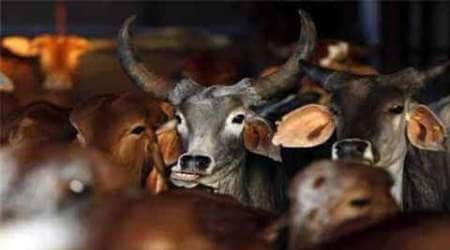 Maharashtra government pleader, Maharashtra, Maharashtra government, Maharashtra news, Maharashtra beef ban, Maharashtra Animals Preservation (Amendment) Act , Maharashtra Animals Preservation Act, Beef possession, cow slaughter ban, Maharashtra beef ban
