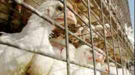 china, bird flu, avian flu, beijing bird flu, beijing bird flu case, first bird flu case, china news, indian express news