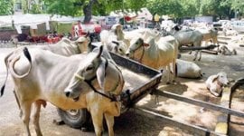 UP, agra, firozabad, truck overturns in Uttar,cows killed, cattle smuggling