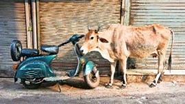 kusum mehdele, cow on streets, cow slaughter, madhya pradesh cow slaughter, beef ban, kusum mehdele cow slaughter, cow slaughter news, cow news, bhopal news, india news