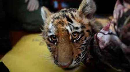 Tiger cub, Bandhavgarh tiger reserve, Tiger cub poached, Male tiger cub, WPSI