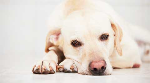 Is your dog depressed? Here’s how you can find out | Life-style News ...