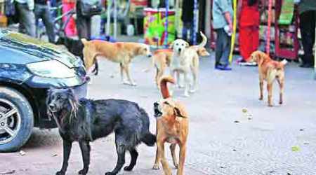 stray dogs, stray dogs delhi, delhi stray dogs, street dogs, delhi street dogs, delhi news, talk indian express