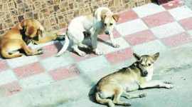 stray dog, chandigarh stray dog, law of tort, justice r k garg, stray dog law, municipality, chandigarh municipal corporation, chandigarh news