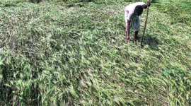 dalits, dalit in punjab, punjab dalits, subsidised land, subsidised rates for land, ZPSC, punjab news, indian express punjab