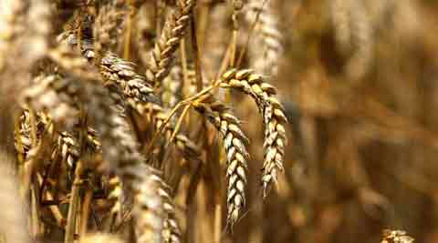 FCI, Punjab Grains Procurement Corporation, Pungrian, chandigarh news