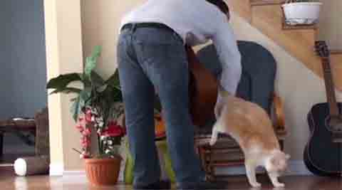 Cats, pets, domestic pets, cat pet, lazy animals, lazy cats, furry cats, cute cats, cat videos, hilarious pet videos, hilarious cat videos, funny pet videos, funny cat videos, funny animal videos, funny videos, viral videos, #viralvideo