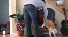 Cats, pets, domestic pets, cat pet, lazy animals, lazy cats, furry cats, cute cats, cat videos, hilarious pet videos, hilarious cat videos, funny pet videos, funny cat videos, funny animal videos, funny videos, viral videos, #viralvideo