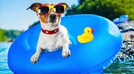 pet-thumb no alt set