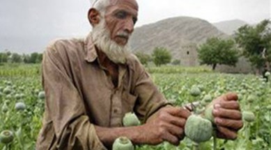 poppy, poppy drug, poppy cultivation, arunachal pradesh, arunachal poppy cultivation, poppy cultivation arunachal pradesh, arunachal pradesh crops, poppy alternative crop
