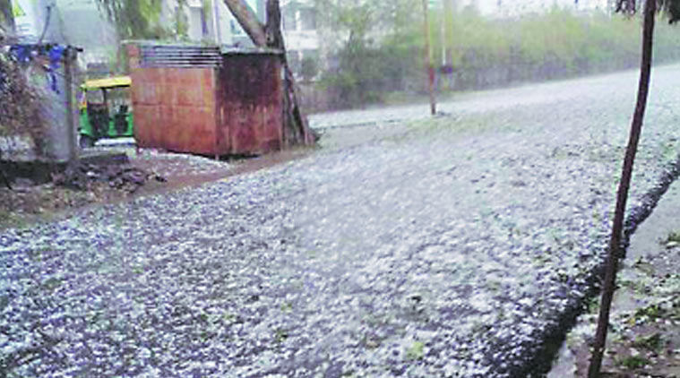 unseasonal rain, hailstorm standing crop damage, agriclture criss, standing crops , standing crop damage, ahmedabad news, city news, local news, ahmedabad newsline