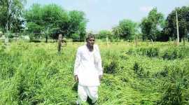 farmer, Ram Dhan Meena, Rajasthan, rainfall, rainfall in rajasthan, crop farming, wheat farming, Kharif crop, farmer life
