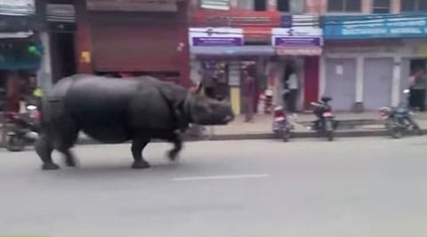 #viral, #viral news, #viral videos, viral videos, trending news, viral news, rhino viral video, rhino video, nepal rhino, nepal rhino video