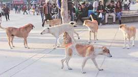 stray dogs, ravinder gupta, ngos, mayor ravinder gupta, dog, delhi stray dog, india news, indian express
