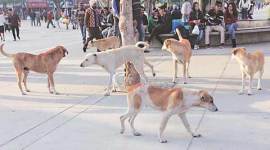 stray dogs, ravinder gupta, ngos, mayor ravinder gupta, dog, delhi stray dog, india news, indian express