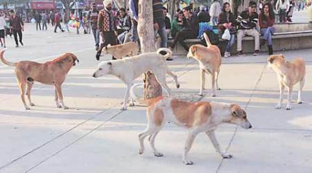 stray dogs, ravinder gupta, ngos, mayor ravinder gupta, dog, delhi stray dog, india news, indian express