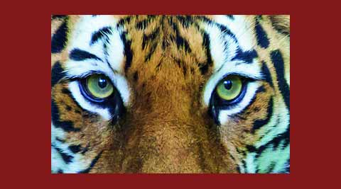 tiger, tiger attack, ranthambore national park, ranthambore, tiger kills guard, ranthambore tiger attack, ranthambore tiger kill guard, ranthambore guard dead, ranthambore tiger, ranthambore news, india news