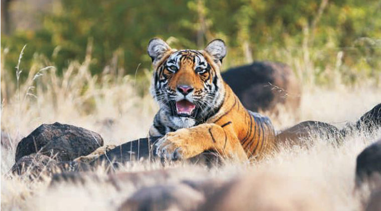 tiger_759