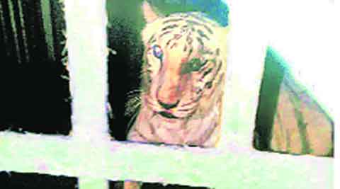 Tigress 'Becky' has skin cancer: Tata Memorial hospital | Cities News,The  Indian Express