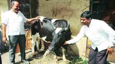 beef ban, maharashtra beef ban, beef ban in maharashtra, mumbai beef ban, india beef ban, cow slaughter ban, maharashtra cow slaughter, bombay hc beef ban, beef ban verdict, mumbai news, india news