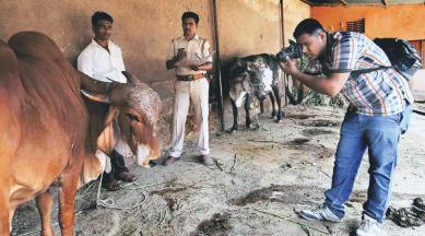 The Big Picture: Cows say cheese | India News,The Indian Express