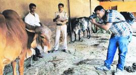 beef ban, beef trade, gurgaon, gurgaon beef trade, gurgaon beef arrest, delhi beef ban, india news, gurgaon news, delhi news