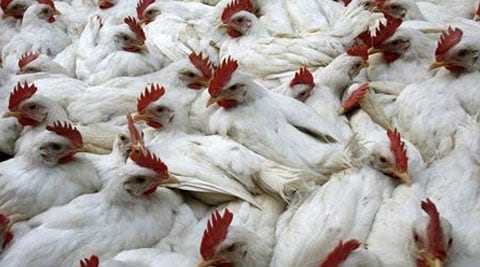 Bird flu alert in Telangana, AP, two lakh birds to be culled | India