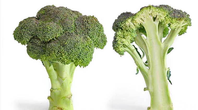 broccoli-main